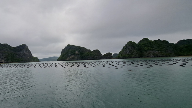 Quảng Ninh: Cơ sở nuôi trồng thủy sản uy hiếp vùng lõi vịnh Hạ Long  - Ảnh 2.