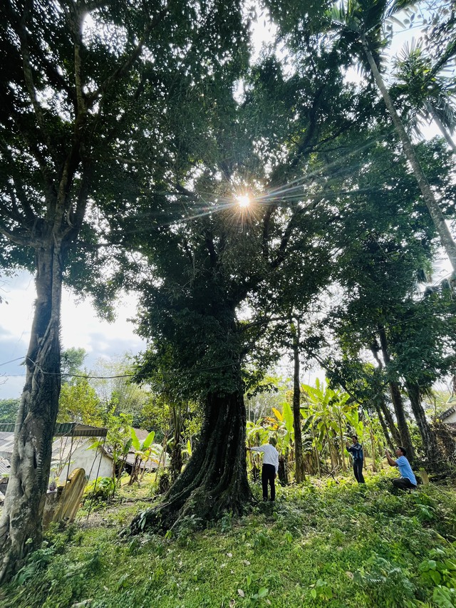 Cận cảnh cây thị hơn 700 tuổi vừa được công nhận là cây di sản VN - Ảnh 1.