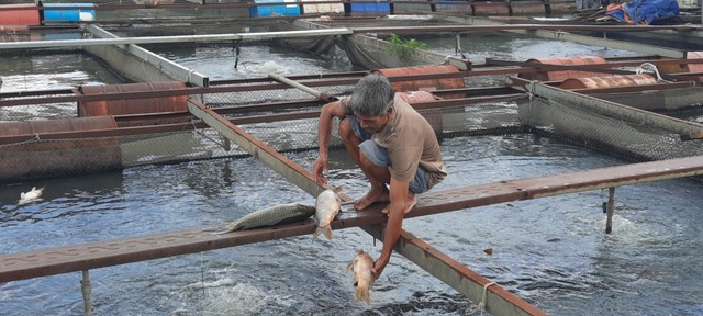 Đông Nai: Cá lại chết hàng loạt ở lang bè Tân Mai - Ảnh 1.