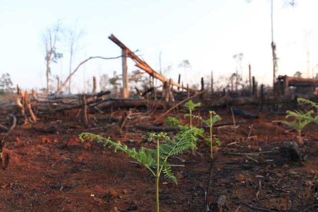 Đắk Nông: Thu hồi hơn 1.700 ha đất dự án trồng rừng phòng hộ kém hiệu quả  - Ảnh 1.