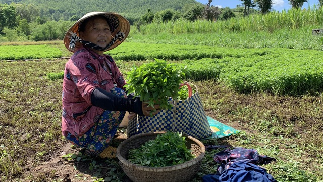 Bà Nguyễn Thị Hoa Anh Đào thu hoạch rau