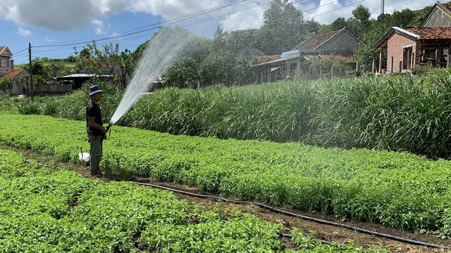 Nông dân thôn Phước Hậu tưới rau bằng nước giếng