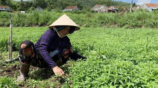 Bà Lòng kể về nghề trồng rau ở làng Phước Hậu