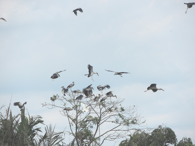 Vĩnh Long: Mở rộng vườn chim vạc ở xã Tân Mỹ lên 5 ha - Ảnh 2.