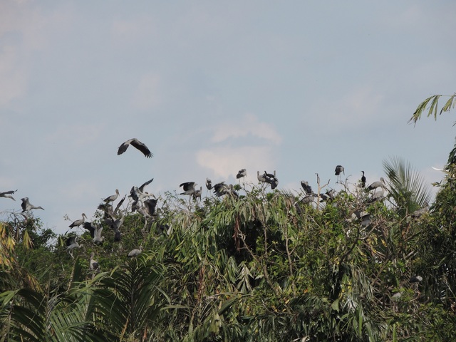 Vĩnh Long: Mở rộng vườn chim vạc ở xã Tân Mỹ lên 5 ha - Ảnh 3.