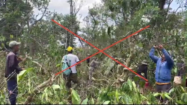 Đắk Lắk: Khởi tố nhóm người hủy hoại hơn 48.000 cây cà phê  - Ảnh 1.