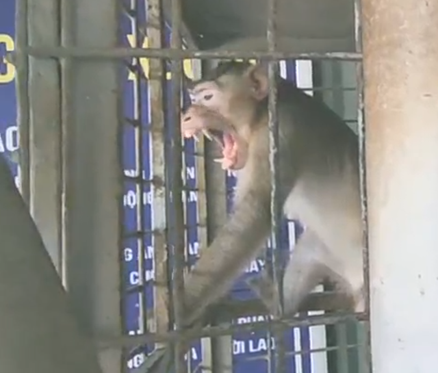 Người dân TP.HCM bàn giao 3 cá thể khỉ quý hiếm cho kiểm lâm - Ảnh 1.