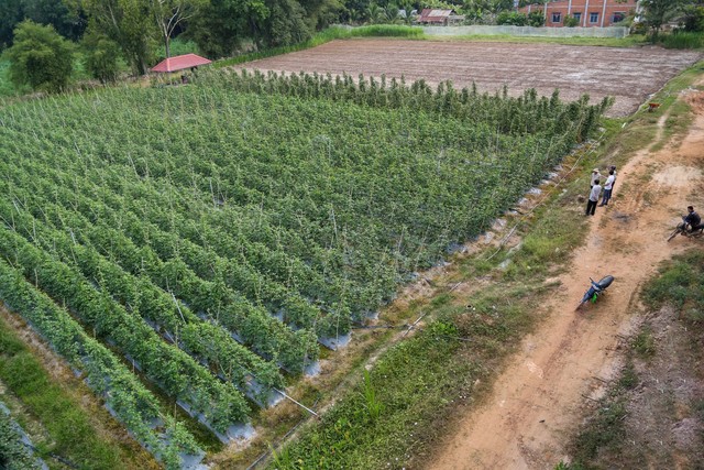 Tây Ninh: Đất tối thiểu được tách thửa ở nông thôn là 50 mét vuông - Ảnh 1.