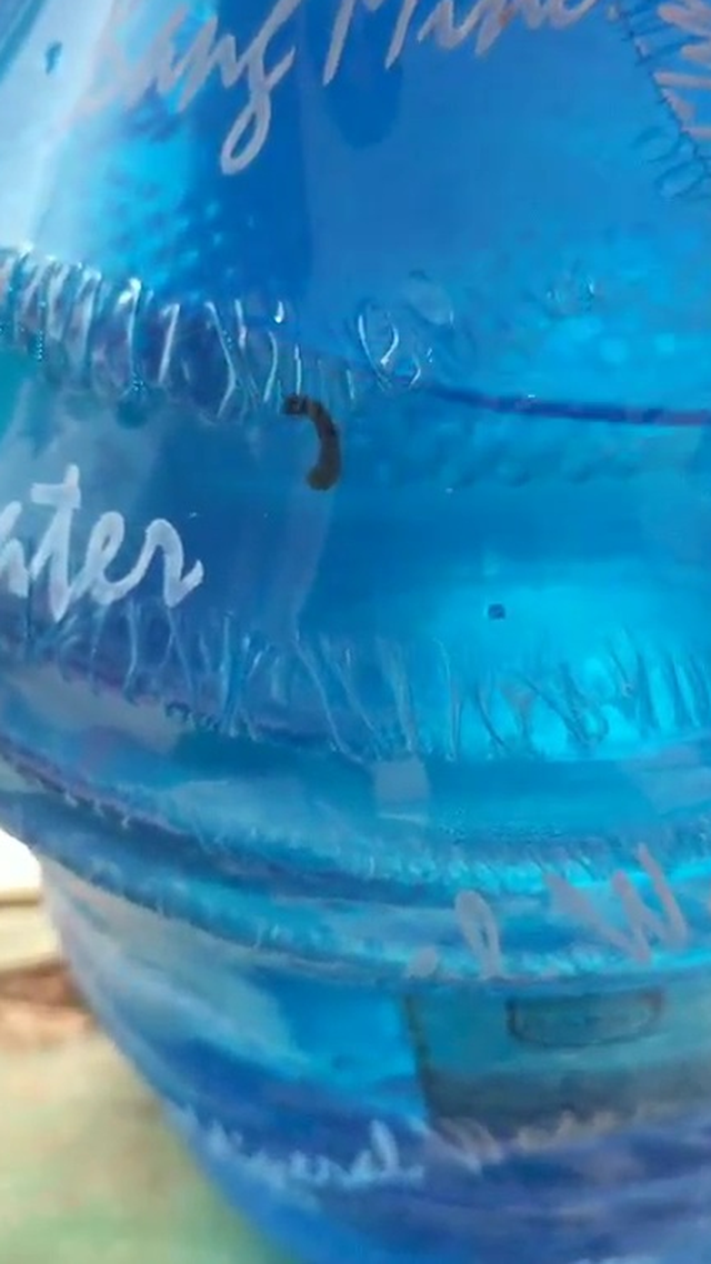 Vụ có đỉa trong bình nước uống ở Quảng Bình: Bình nước đã không còn - Ảnh 1.