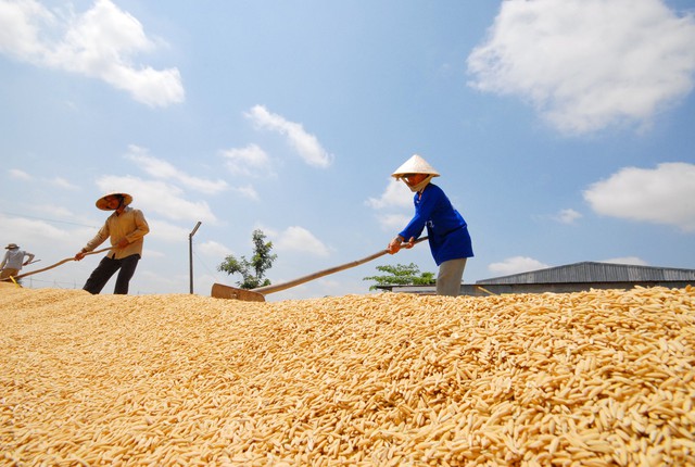 Cập nhật: Ấn Độ cấm xuất khẩu gạo, thị trường châu Á ‘án binh bất động’
 - Ảnh 1.