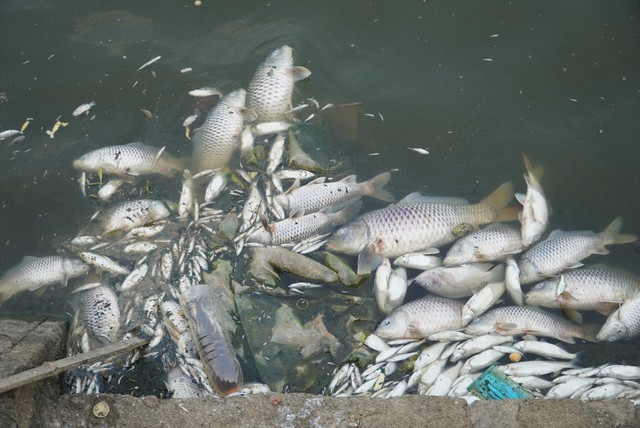 Nguyên nhân khiến cá chết nổi trắng hồ điều hòa lớn nhất ở TP.Hà Tĩnh - Ảnh 2.