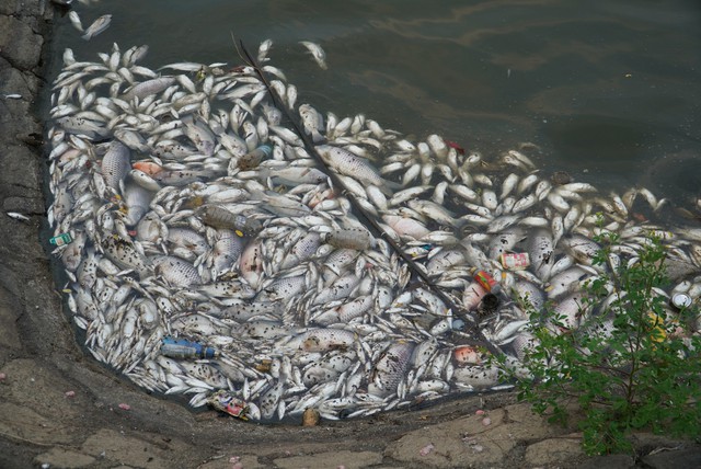 Nguyên nhân khiến cá chết nổi trắng hồ điều hòa lớn nhất ở TP.Hà Tĩnh - Ảnh 1.