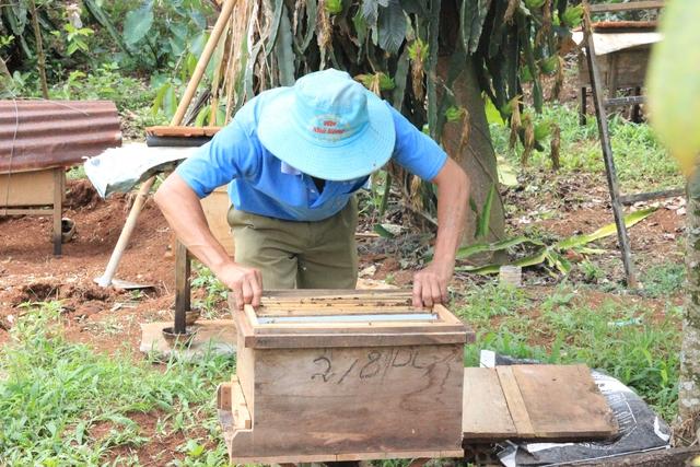 Lão nông chuyên bắt ong rừng… giùm hàng xóm, rồi thuần để khai thác mật - Ảnh 5.