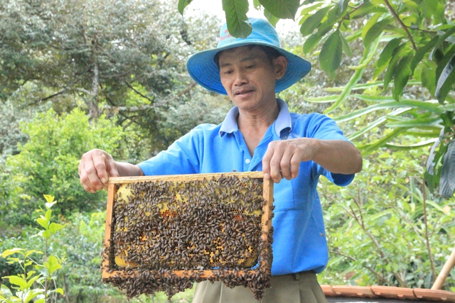 Lão nông chuyên bắt ong rừng… giùm hàng xóm, rồi thuần để khai thác mật - Ảnh 1.
