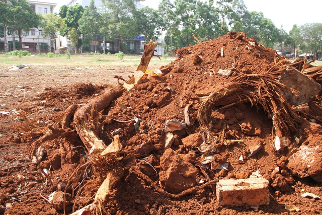 Đắk Lắk: Nhiều cây sao 30 năm tuổi bị cắt đứt rễ, tiềm ẩn nguy hiểm - Ảnh 1.