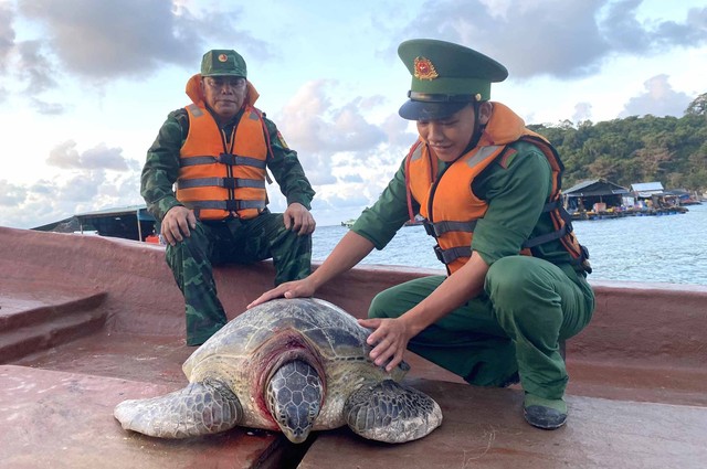 Ngư dân tự nguyện thả cá thể rùa biển 80 kg về môi trường tự nhiên - Ảnh 1.
