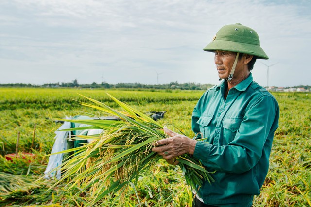 Giông lốc khiến lúa đổ rạp, nông dân còng lưng khắc phục hậu quả - Ảnh 2.