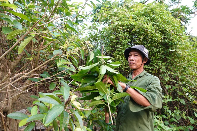 Nửa thế kỷ hái lá Cù Lao Chàm - Ảnh 2.