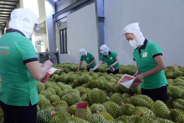 Nhiều dư địa cho xuất khẩu sầu riêng - Ảnh 1. Nhiều dư địa cho xuất khẩu sầu riêng - Ảnh 1.