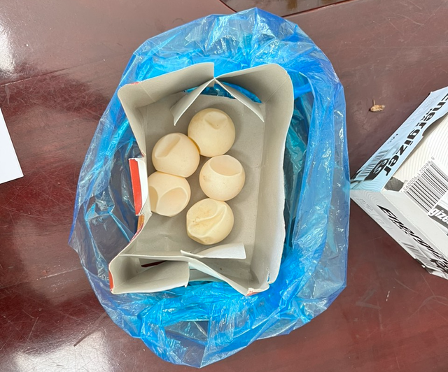 Bà Rịa-Vũng Tàu: Công an làm việc với du khách nghi vận chuyển 5 quả trứng vích   - Ảnh 1.