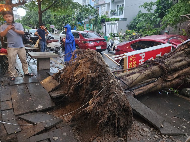 Mưa to, cây xanh cao hơn 20 m bật gốc đè ô tô - Ảnh 2.