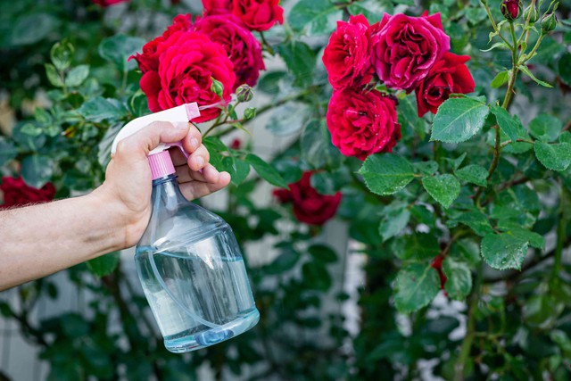 Gulab sharbat – giải khát mùa hè bằng nước hoa hồng tươi kiểu Iran  - Ảnh 2.