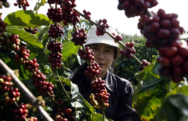 Vì sao giá cà phê tăng cao ‘chưa từng có’? - Ảnh 1.