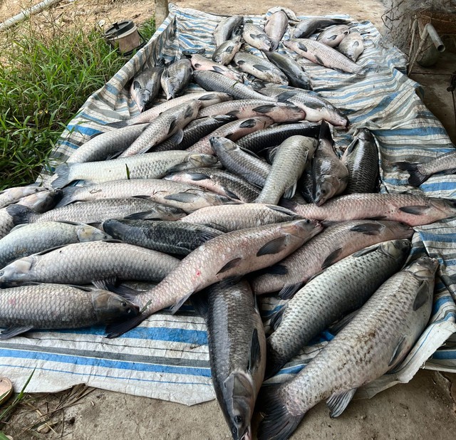 Người dân mua 2,5 tấn cá chết ngạt chỉ trong 2 tiếng giúp chàng trai khuyết tật - Ảnh 2.