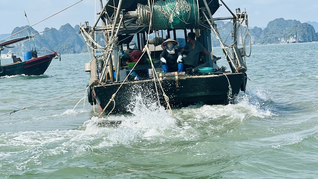 Quảng Ninh: Tàu giã cào công khai tàn sát môi trường vịnh Hạ Long  - Ảnh 1.