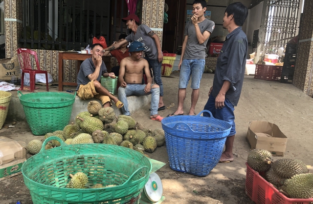Lâm Đồng: Khuyến cáo nông dân không thu hoạch sầu riêng chưa đủ độ chín - Ảnh 1.