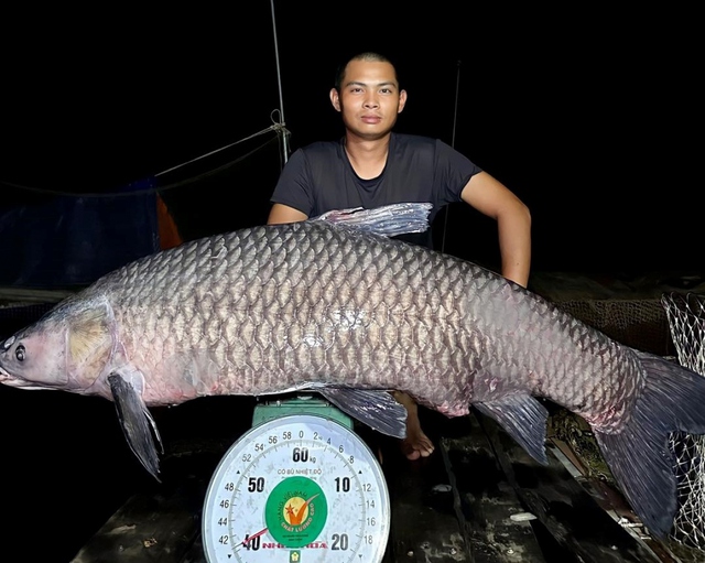 Câu được cá trắm nặng hơn 40 kg sau nhiều ngày săn cá - Ảnh 1.