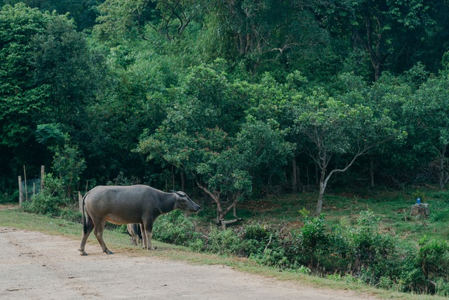 Sáng kiến bảo vệ rừng mới được công bố ở Vườn quốc gia Cát Tiên - Ảnh 2.