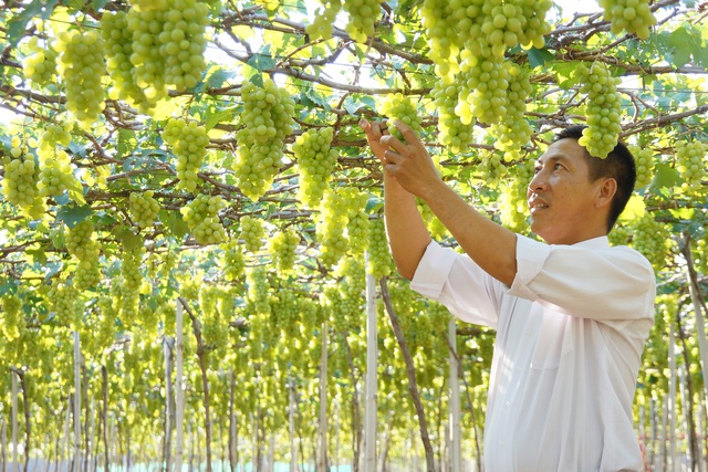 Ninh Thuận đầu tư phát triển nâng cao vị thế, giá trị của cây nho - Ảnh 2.