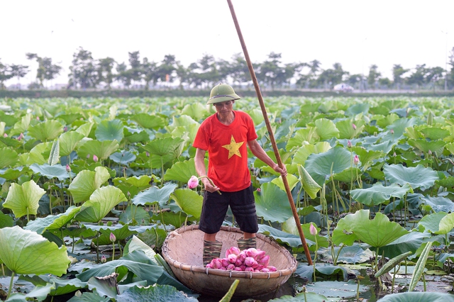 “Hốt” bạc tỉ nhờ trồng sen trên ruộng chiêm trũng - Ảnh 1.