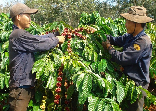 Sân chơi hấp dẫn của cà phê đặc sản - Ảnh 2.