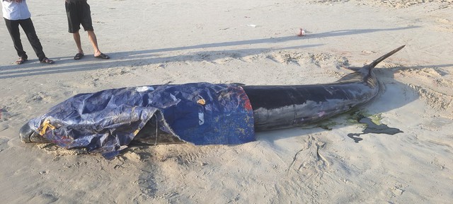 Thừa Thiên – Huế: Cá voi liên tục dạt vào bờ, chết với nhiều vết thương - Ảnh 2.