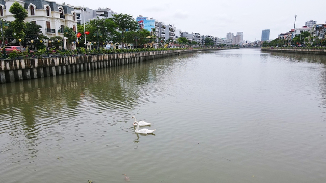 Hải Phòng: Nước sông Tam Bạc ô nhiễm, đàn thiên nga 200 chết, còn 5 con - Ảnh 1.