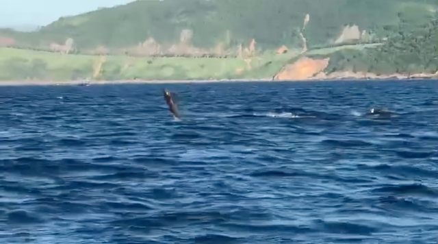 Đà Nẵng: Bất ngờ đàn cá heo 'diễn xiếc' ở vùng biển bán đảo Sơn Trà - Ảnh 1.