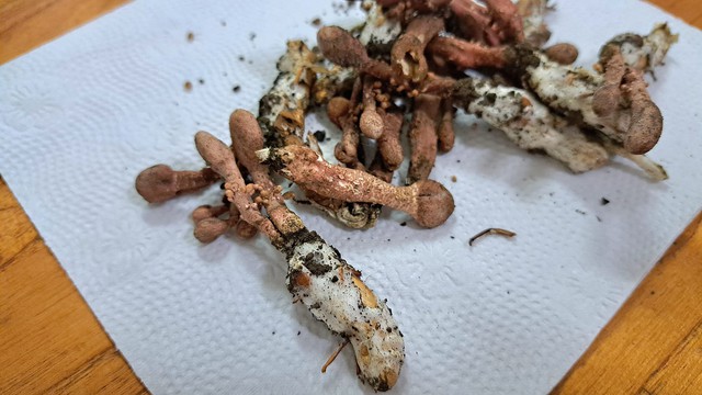 Bệnh nhi ngộ độc do ăn nấm từ xác ve sầu được xuất viện - Ảnh 1.