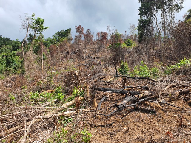 Bình Định: Chuyển hồ sơ vụ phá rừng ở H.An Lão sang công an điều tra - Ảnh 1.