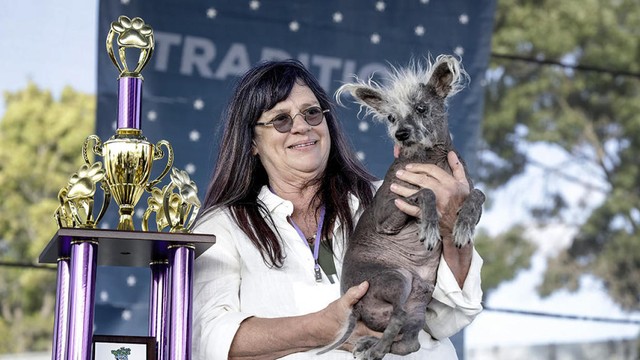 Scooter, chú chó đoạt giải nhờ… xấu xí nhất thế giới - Ảnh 1.