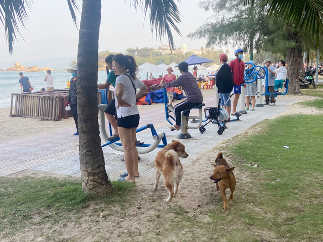 Nha Trang cấm mang động vật nuôi đi dạo ở công viên bờ biển, tắm biển - Ảnh 2.