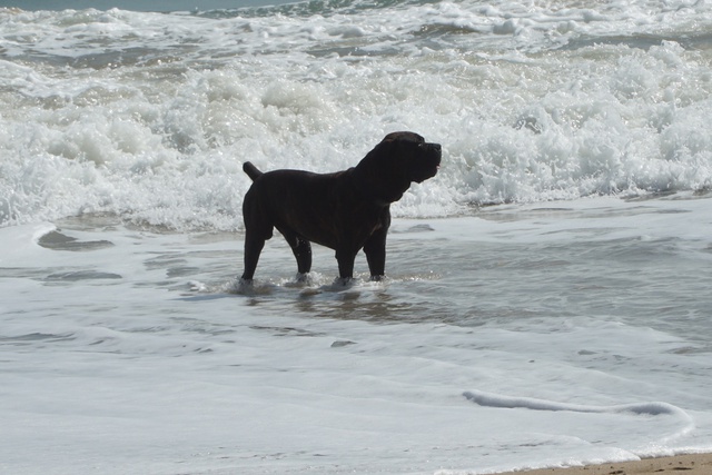 Nha Trang cấm mang động vật nuôi đi dạo ở công viên bờ biển, tắm biển - Ảnh 1.