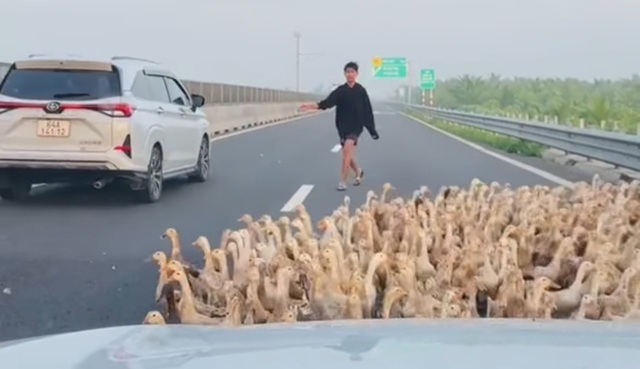 Hàng trăm con vịt chạy đồng tràn vào… cao tốc Trung Lương - Mỹ Thuận  - Ảnh 1.