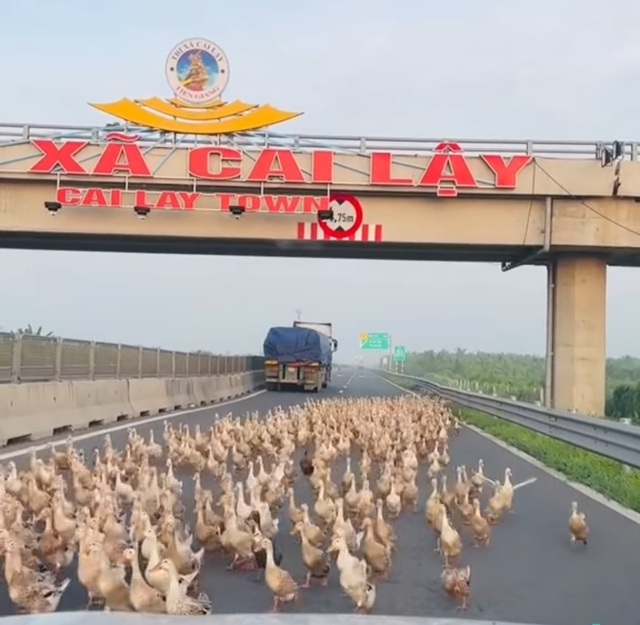 Hàng trăm con vịt chạy đồng tràn vào… cao tốc Trung Lương - Mỹ Thuận  - Ảnh 2.