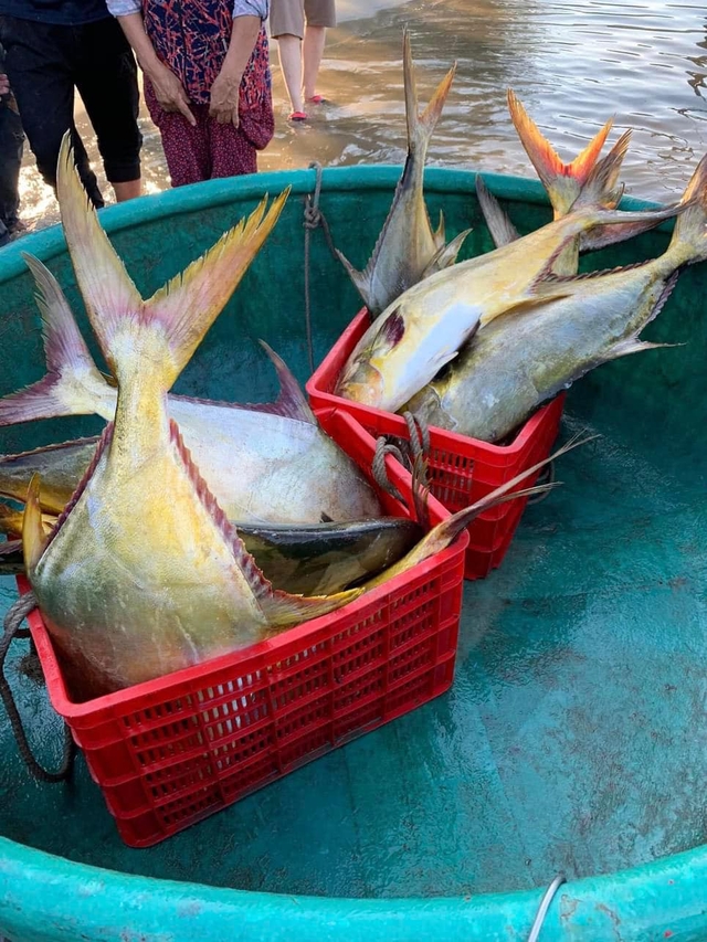 Ngư dân Hà Tĩnh trúng đậm mẻ cá chim vàng trị giá gần 600 triệu đồng - Ảnh 2.