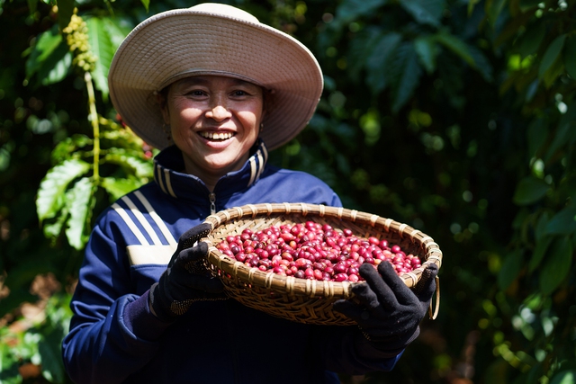 Mô hình nông nghiệp tái sinh trên cây cà phê của Nestlé chứng minh giảm phát thải, giảm chi phí sản xuất giúp nông dân tăng thu nhập.