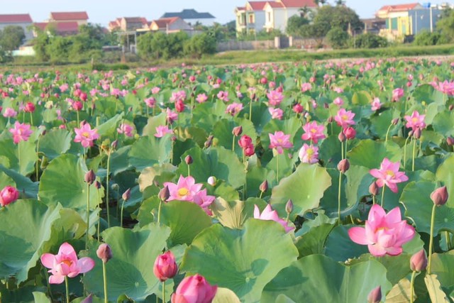 Anh nông dân bỏ xứ sở Bạch Dương, về quê Quảng Bình lập nghiệp từ hoa sen - Ảnh 5.
