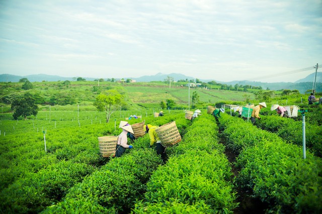 Những con số biết nói về Trà Rồng Vàng, thương hiệu yêu thích của dân sành trà - Ảnh 5.