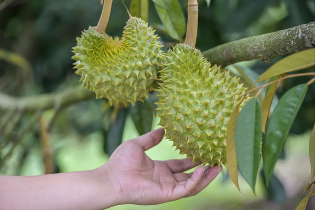 Sản lượng sầu ri&ecirc;ng nội địa Trung Quốc thấp hơn nhiều so với ước t&iacute;nh? - Ảnh 1.